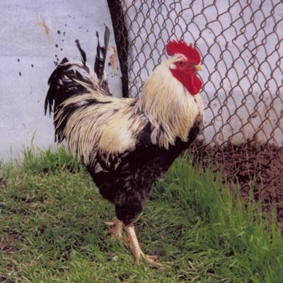 Куры, цесарки, перепела. Яйцо инкубационное, Суточный молодняк.