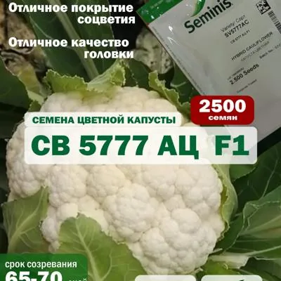 Семена цветной капусты СВ 5777 АЦ F1, 2500 шт.