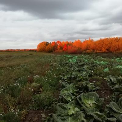 Фермерское хозяйство