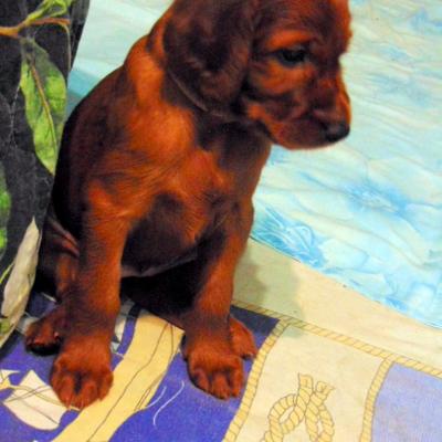 Щенки сеттера