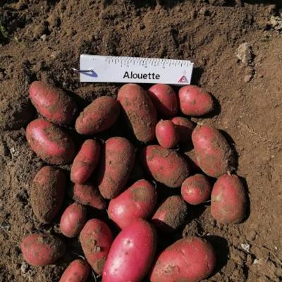 Картофель, лук, морковь оптом