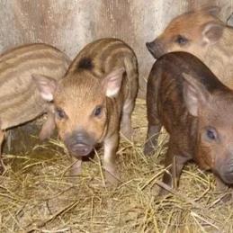 Продаю свиноматок породы венегерская мангалица и 