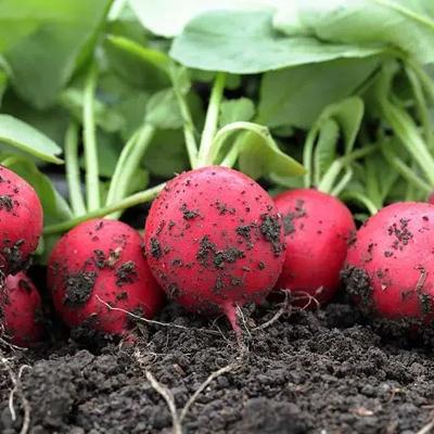 Растительный грунт