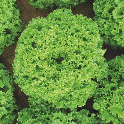 Плодородный грунт с доставкой