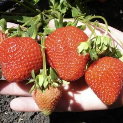 Плодородная земля