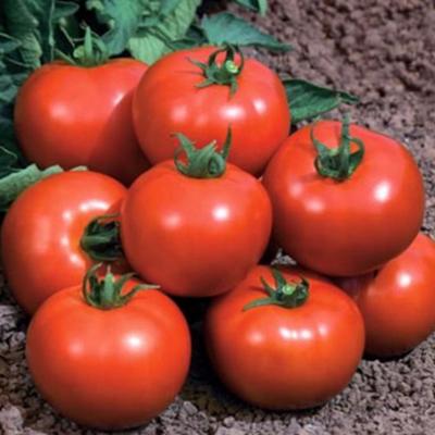 Земля на огород