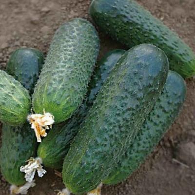 Верхний плодородный слой земли