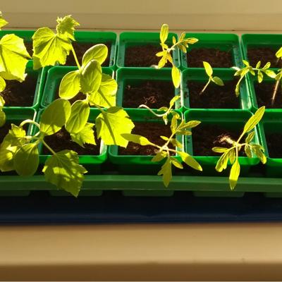 Электроподогреватель ТеплоМакс для проращивания семян рассады 75х50 см