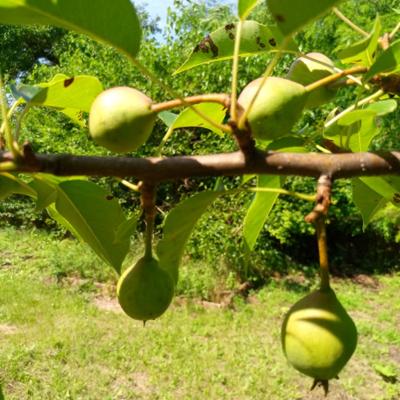 Дом 56 кв.м. в Кущевском районе Краснодарского края