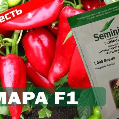 Семена перца сладкого Тамара F1, 500 шт