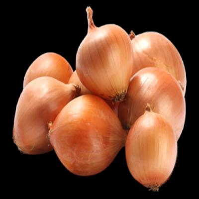 Лук репчатый