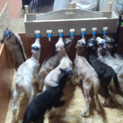 Поилка для козлят ягнят